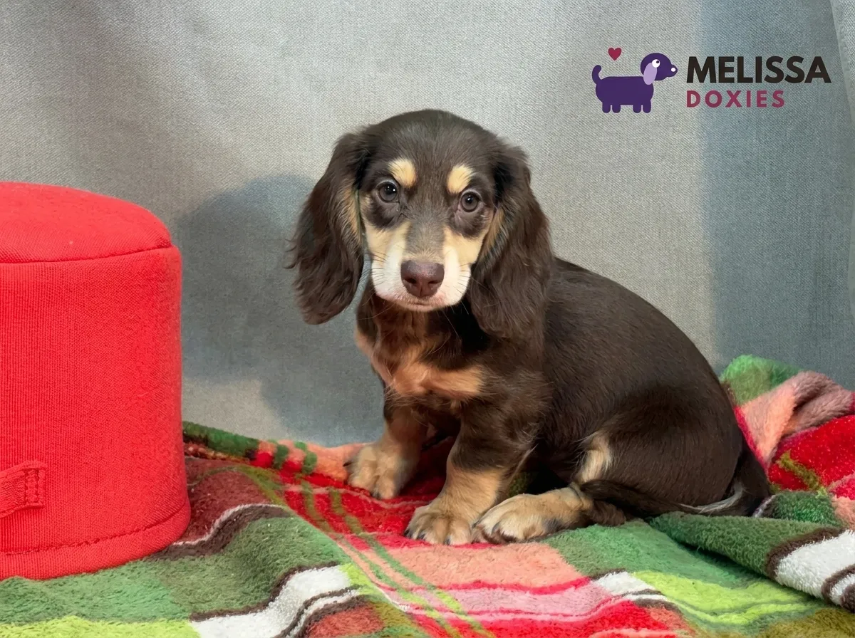 Bella, a chocolate and cream miniature long-haired Dachshund puppy — photo 2 of 9