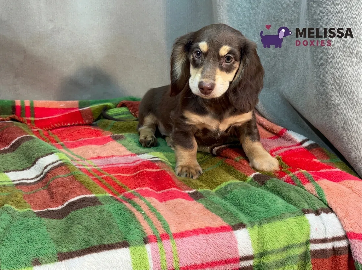 Bella, a chocolate and cream miniature long-haired Dachshund puppy — photo 3 of 9