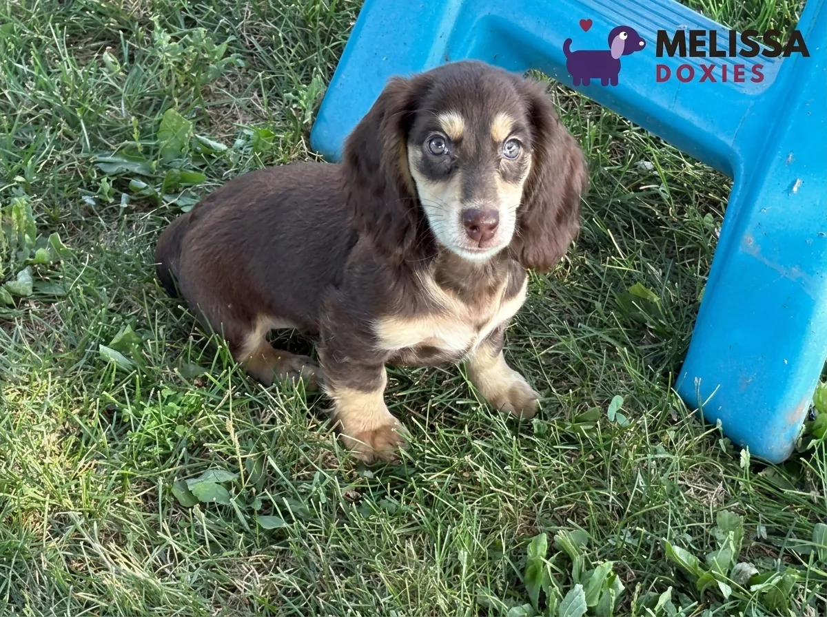 Bella, a chocolate and cream miniature long-haired Dachshund puppy — photo 4 of 9