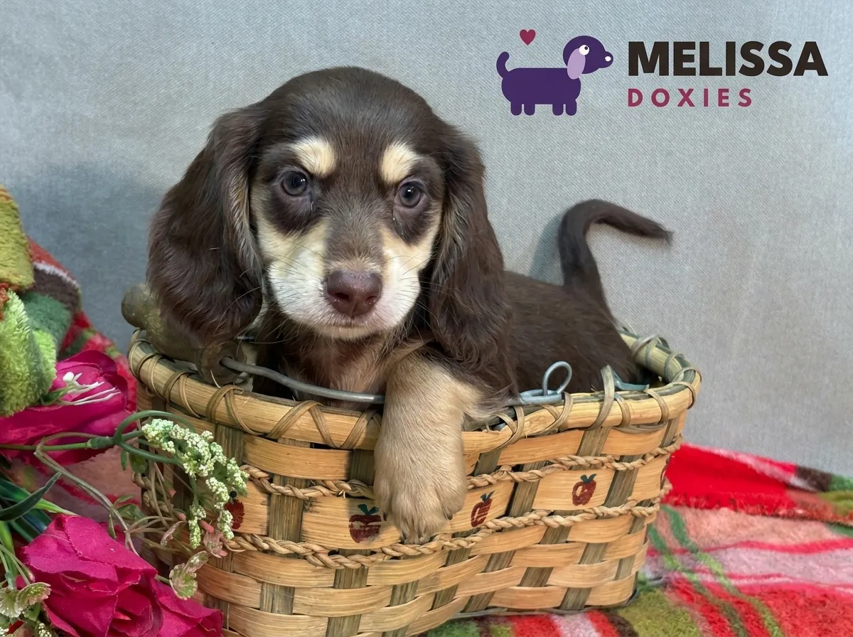 Bella, a chocolate and cream miniature long-haired Dachshund puppy — photo 5 of 9