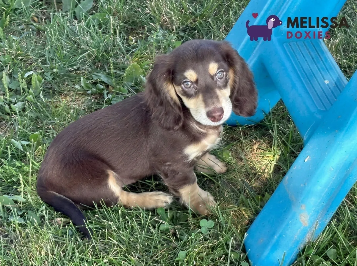 Bella, a chocolate and cream miniature long-haired Dachshund puppy — photo 6 of 9