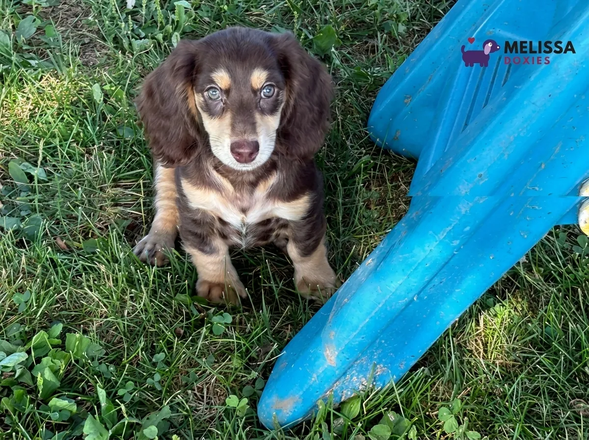 Bella, a chocolate and cream miniature long-haired Dachshund puppy — photo 8 of 9