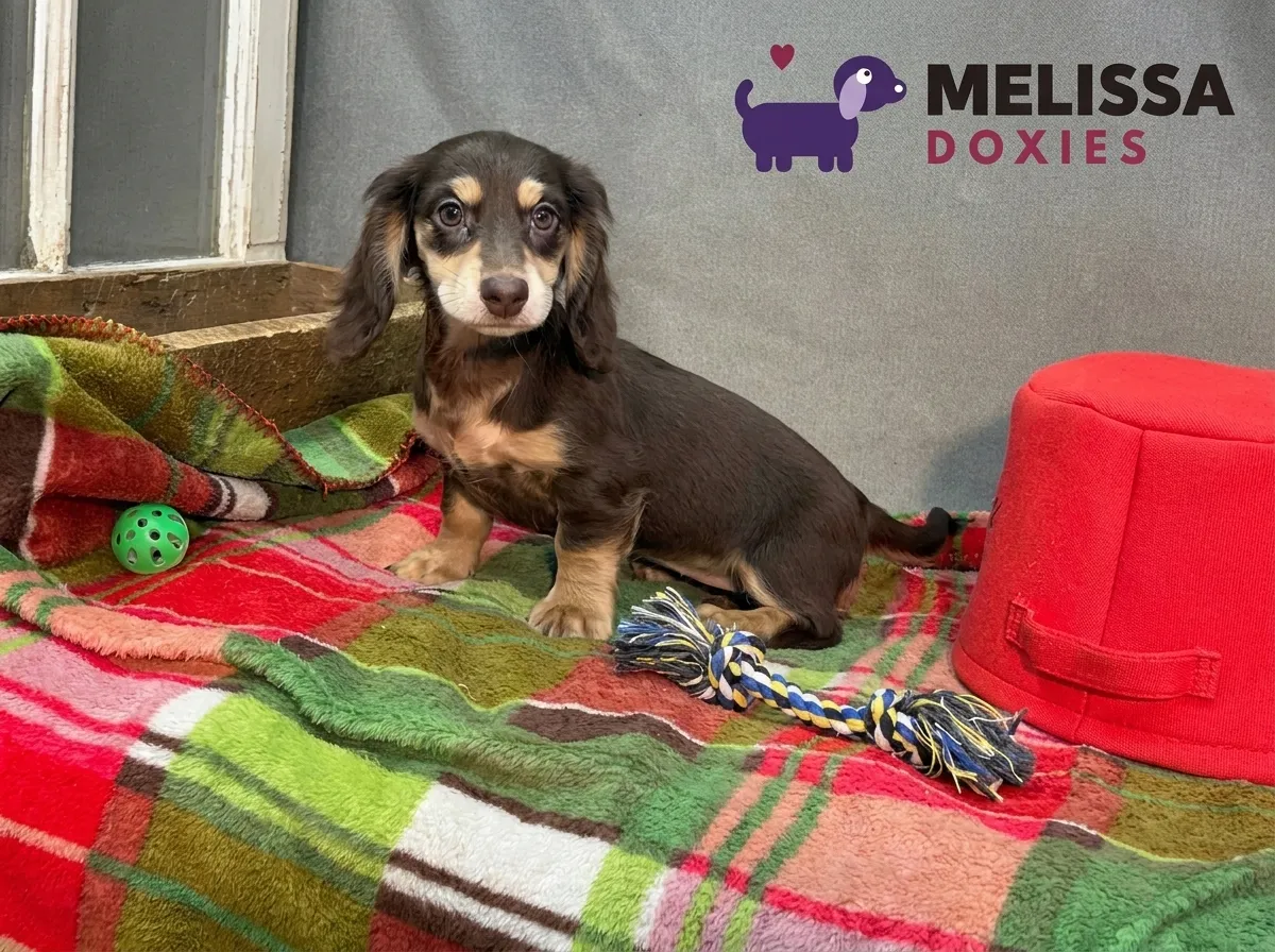 Bella, a chocolate and cream miniature long-haired Dachshund puppy — photo 9 of 9