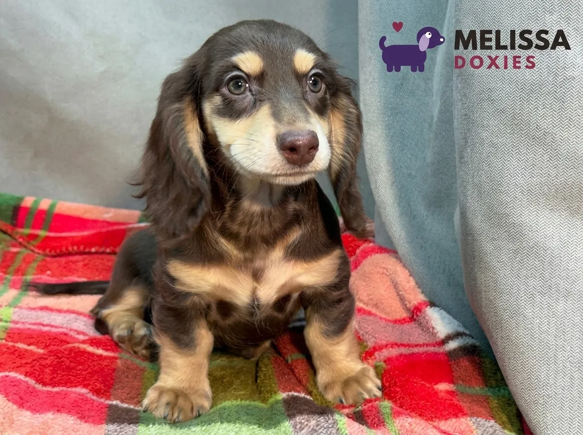 Bella, a chocolate and cream miniature long-haired Dachshund puppy — photo 1 of 9