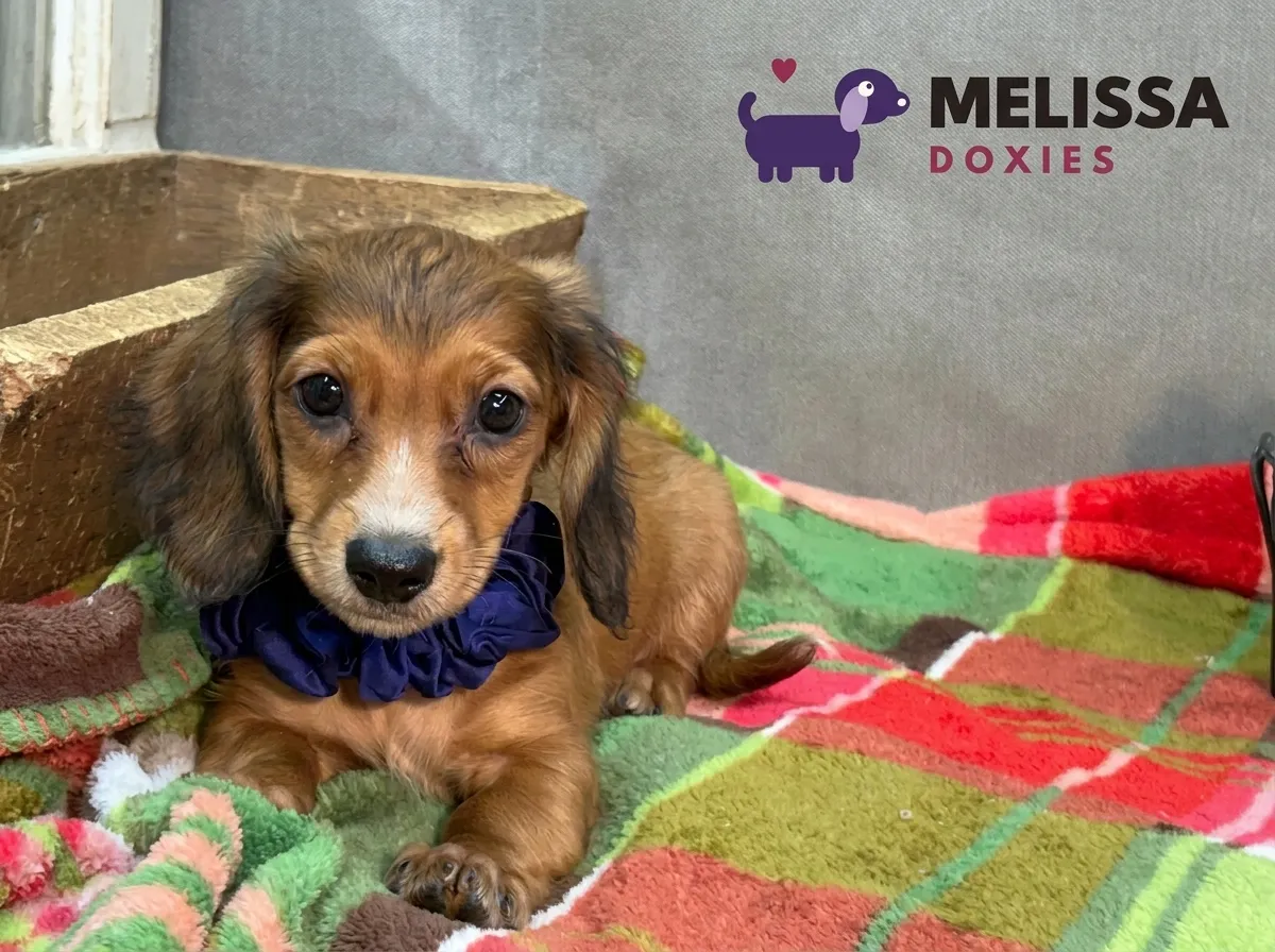 Charlie, a red miniature long-haired Dachshund puppy — photo 2 of 9