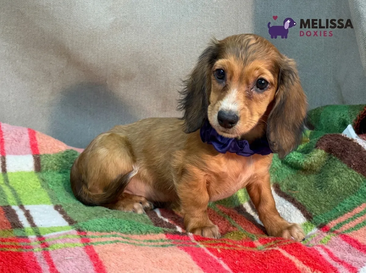 Charlie, a red miniature long-haired Dachshund puppy — photo 3 of 9