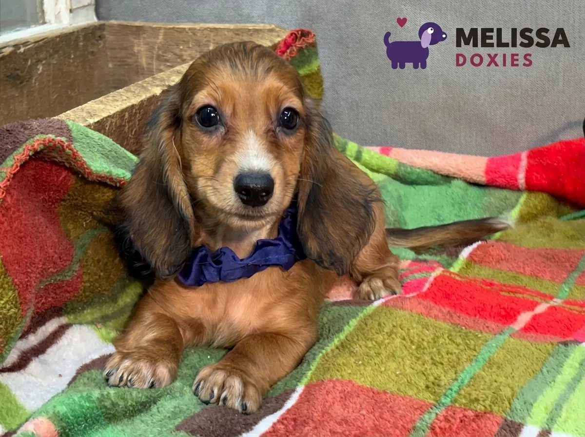 Charlie, a red miniature long-haired Dachshund puppy — photo 4 of 9