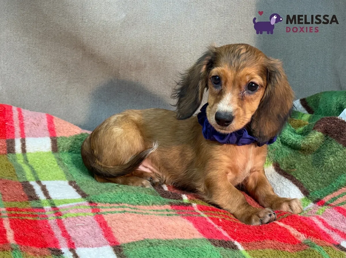 Charlie, a red miniature long-haired Dachshund puppy — photo 5 of 9