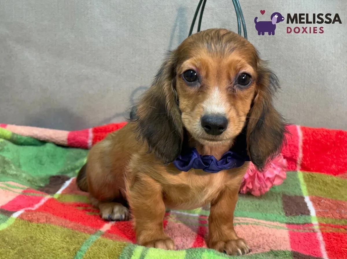 Charlie, a red miniature long-haired Dachshund puppy — photo 1 of 9