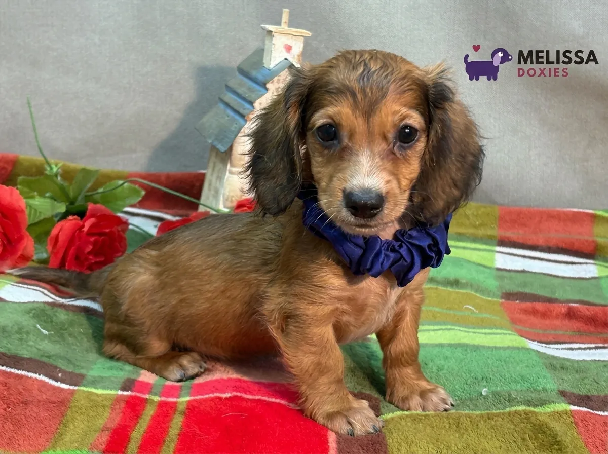 Charlie, a red miniature long-haired Dachshund puppy — photo 6 of 9