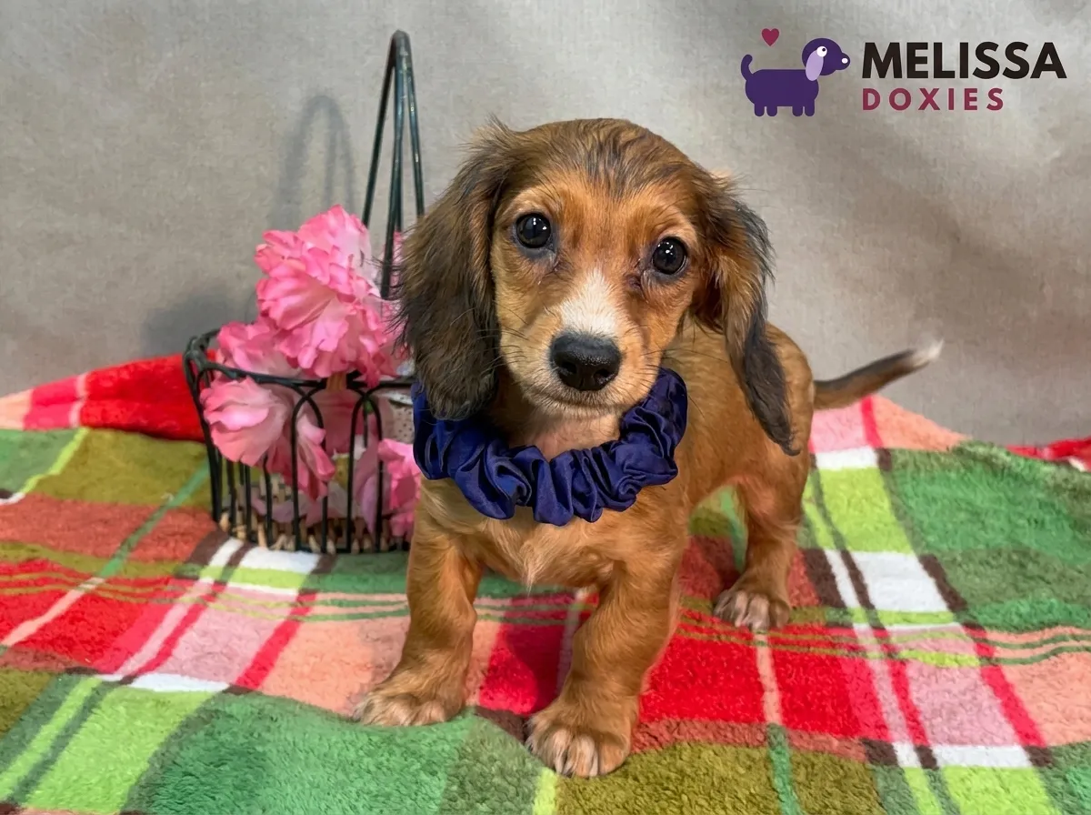 Charlie, a red miniature long-haired Dachshund puppy — photo 7 of 9