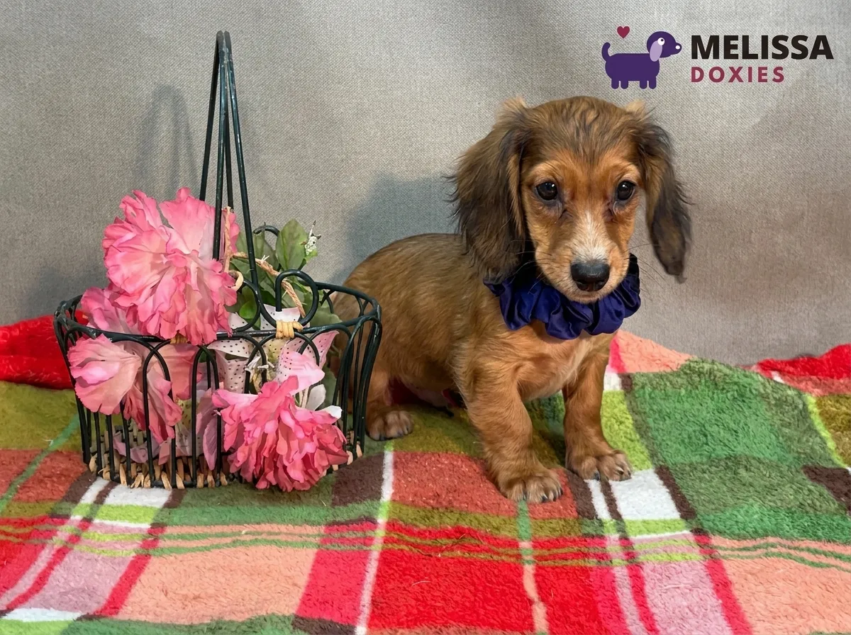 Charlie, a red miniature long-haired Dachshund puppy — photo 8 of 9