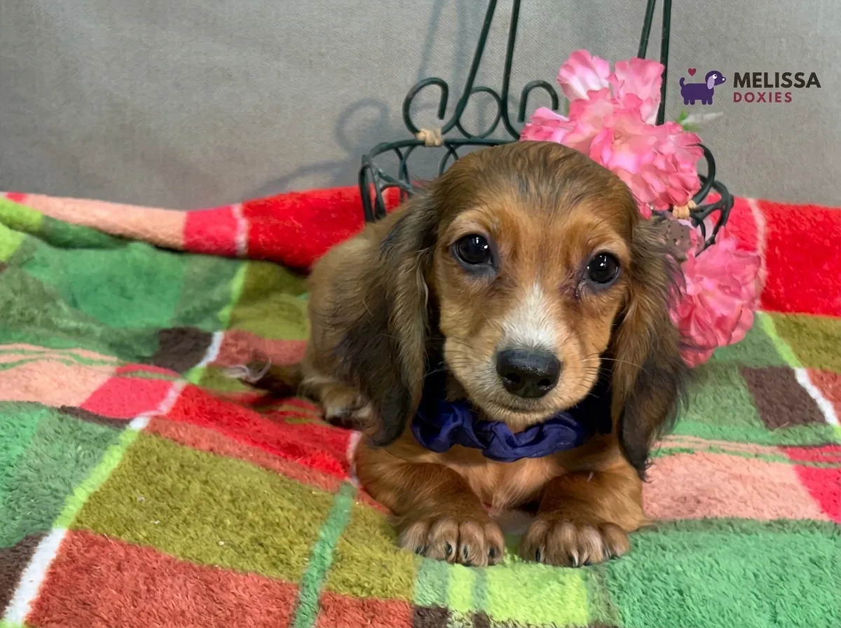 Charlie, a red miniature long-haired Dachshund puppy — photo 9 of 9