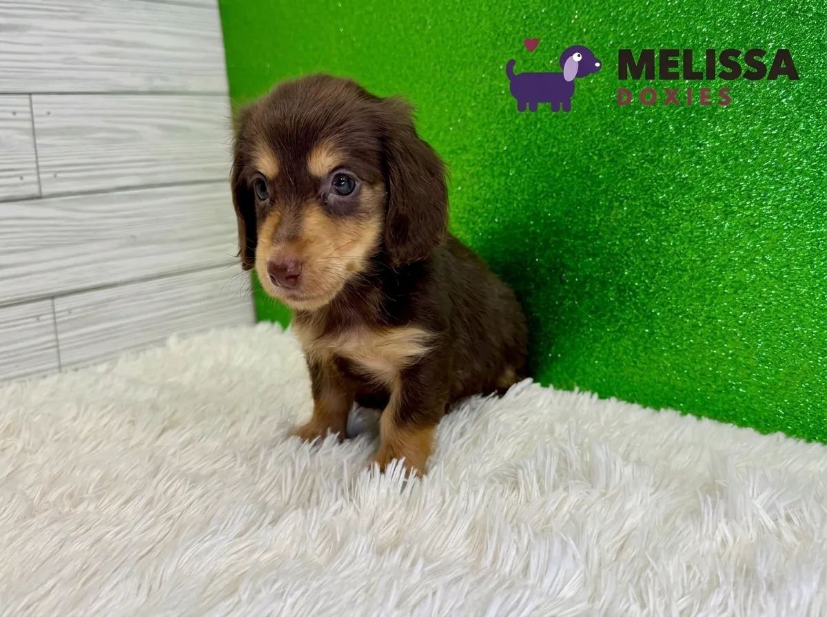 Cooper, a chocolate and tan miniature long-haired Dachshund puppy — photo 1 of 2
