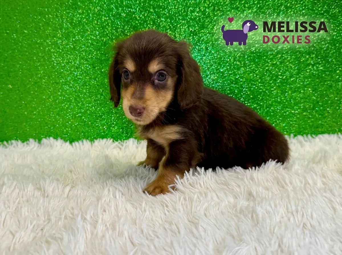 Cooper, a chocolate and tan miniature long-haired Dachshund puppy — photo 2 of 2