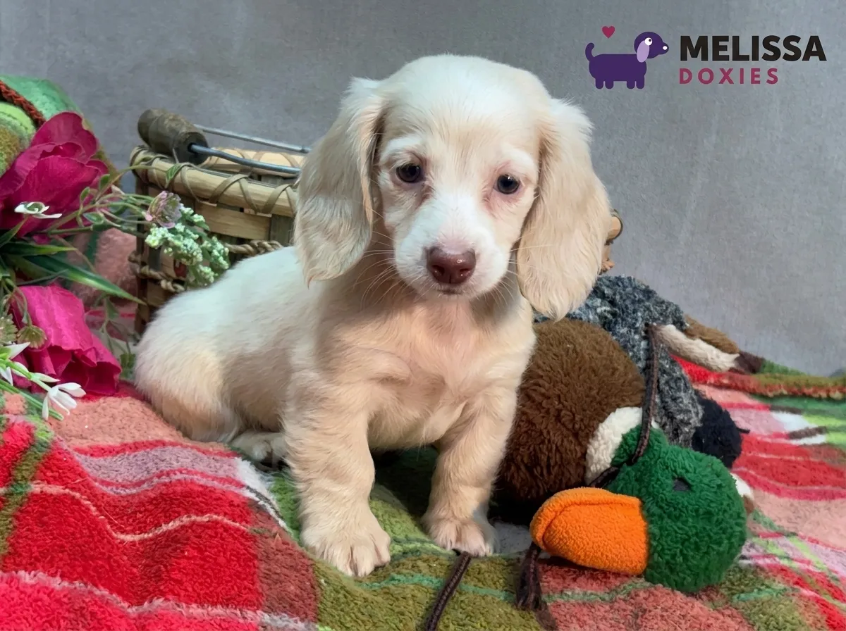 Daisy, a cream miniature long-haired Dachshund puppy — photo 2 of 10