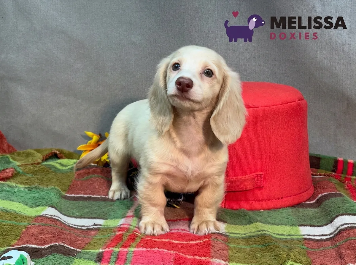 Daisy, a cream miniature long-haired Dachshund puppy — photo 1 of 10
