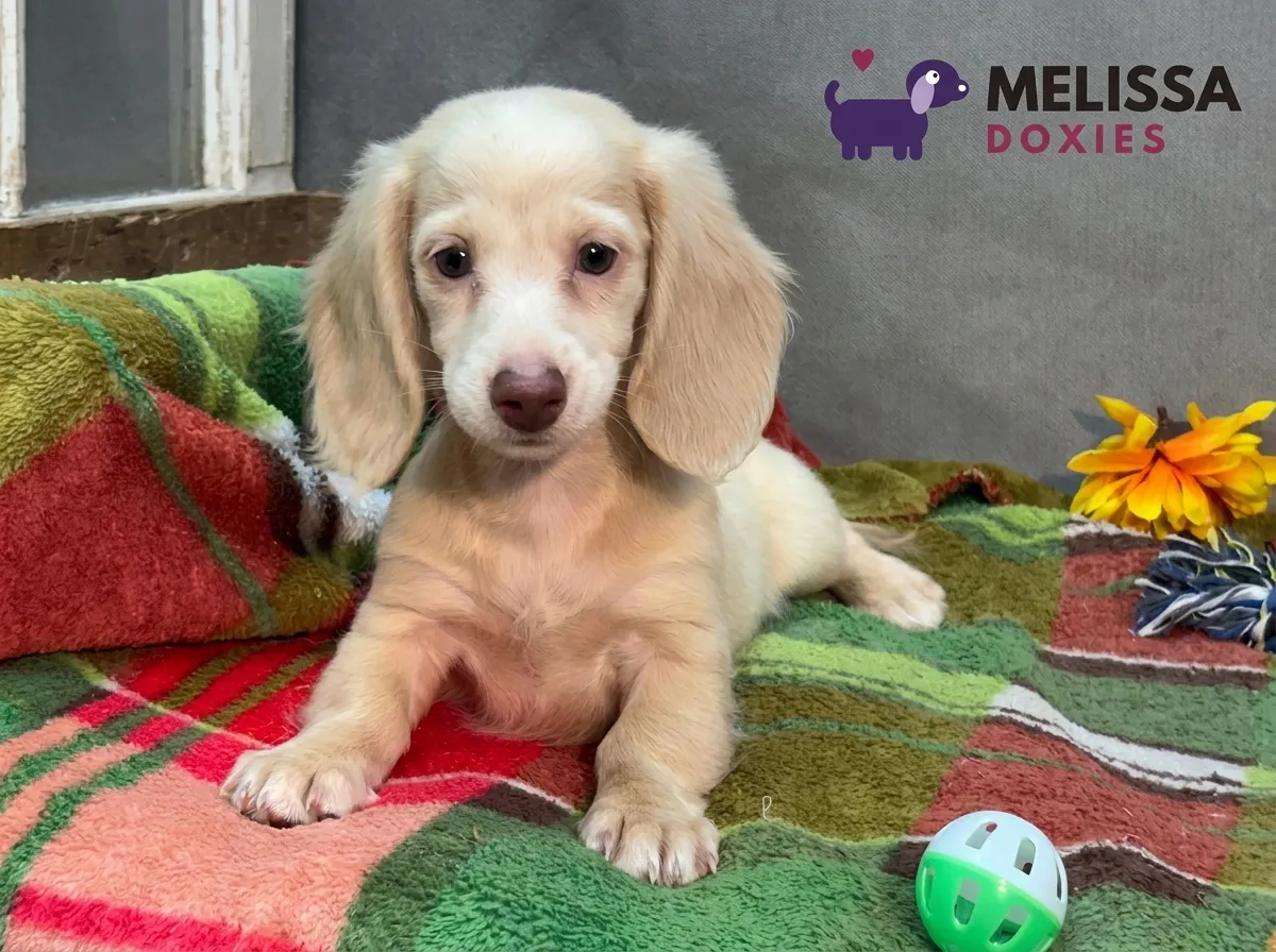 Daisy, a cream miniature long-haired Dachshund puppy — photo 3 of 10