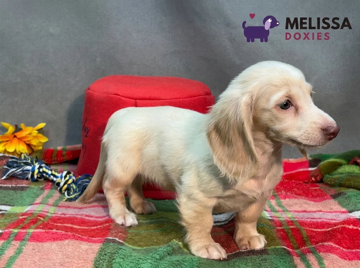 Daisy, a cream miniature long-haired Dachshund puppy — photo 4 of 10