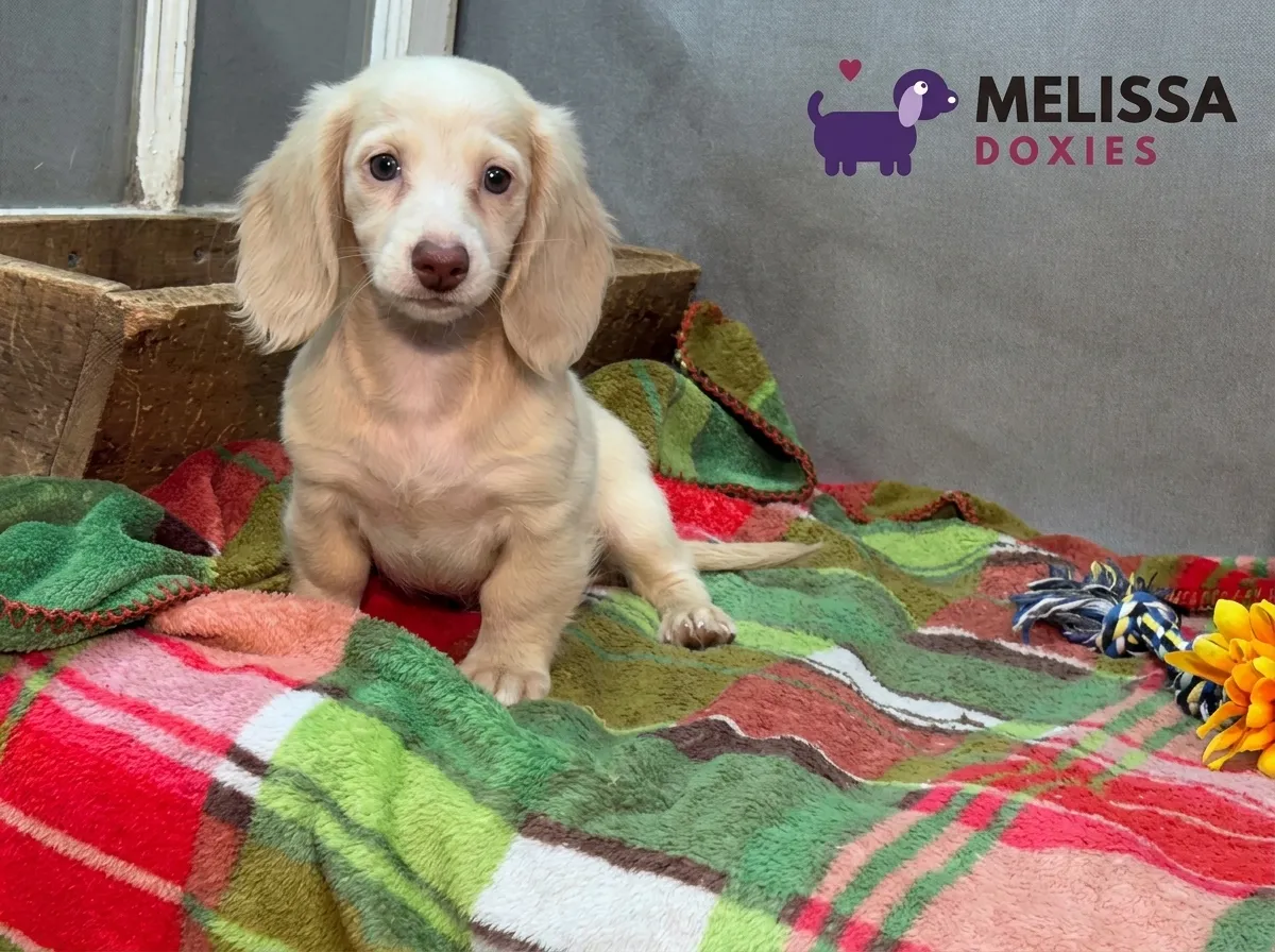 Daisy, a cream miniature long-haired Dachshund puppy — photo 5 of 10