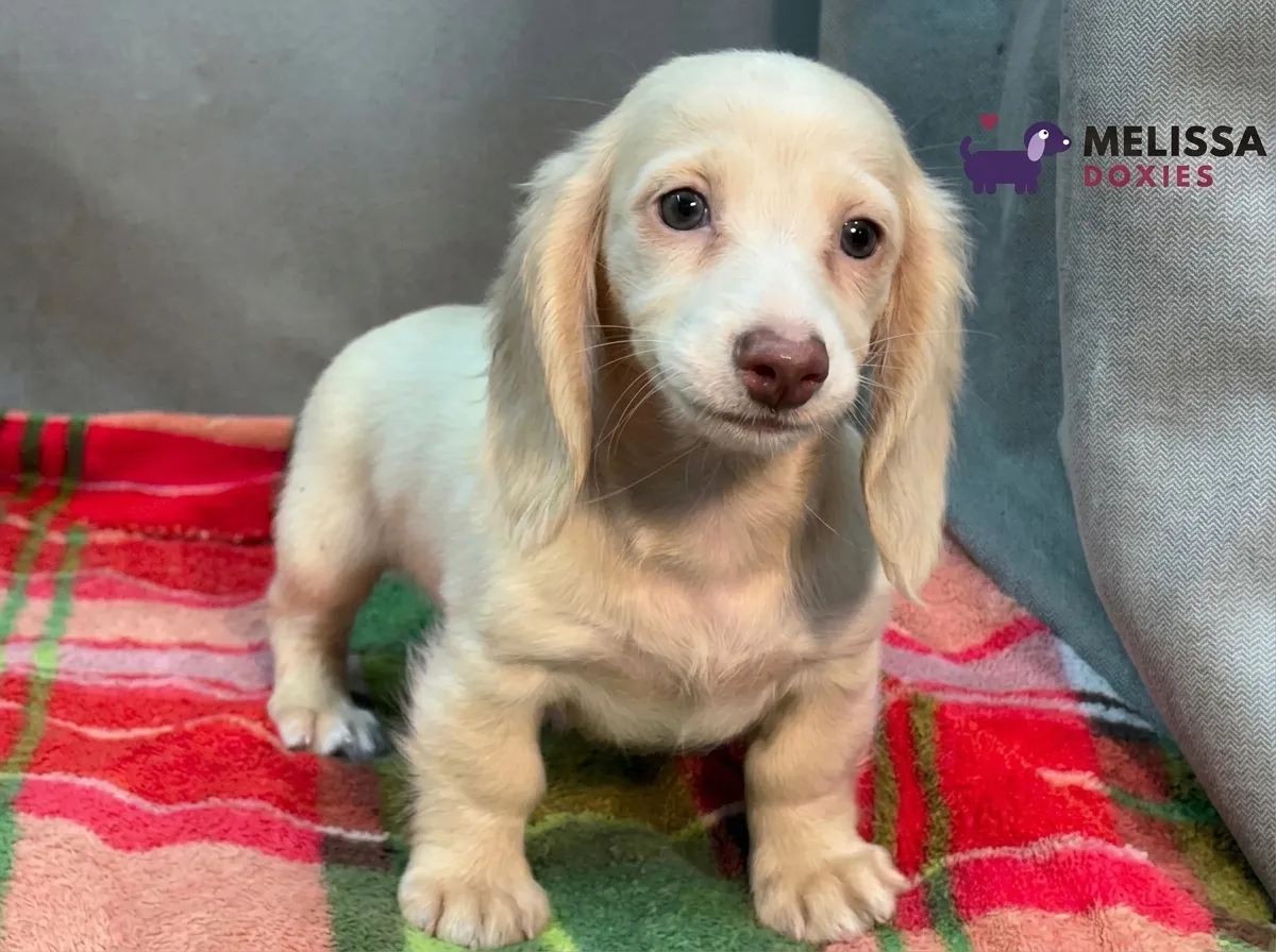 Daisy, a cream miniature long-haired Dachshund puppy — photo 6 of 10