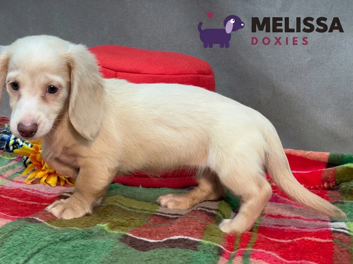 Daisy, a cream miniature long-haired Dachshund puppy — photo 7 of 10