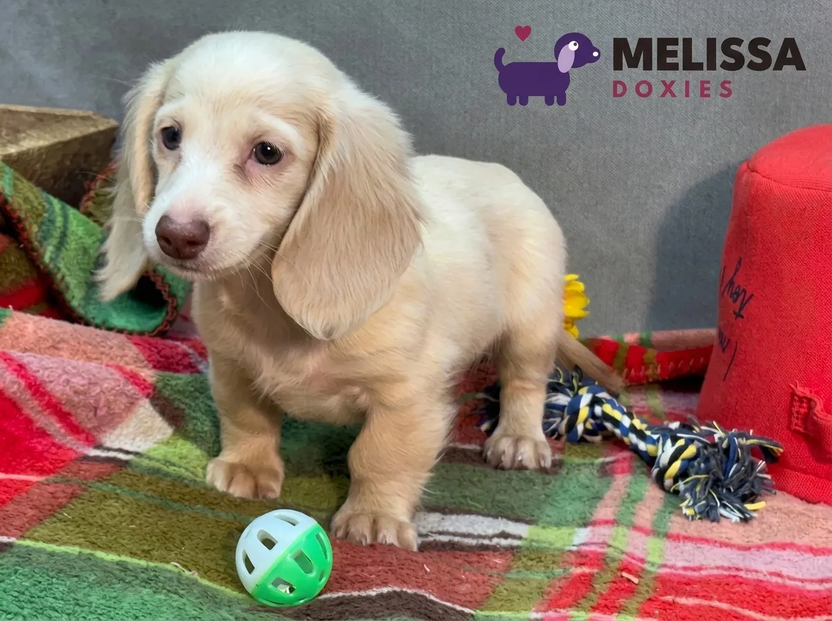 Daisy, a cream miniature long-haired Dachshund puppy — photo 8 of 10