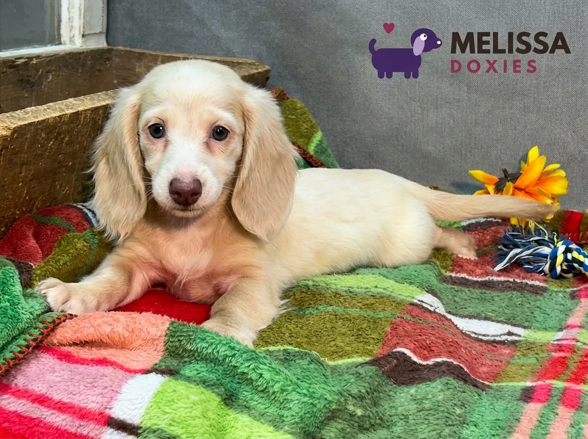 Daisy, a cream miniature long-haired Dachshund puppy — photo 9 of 10