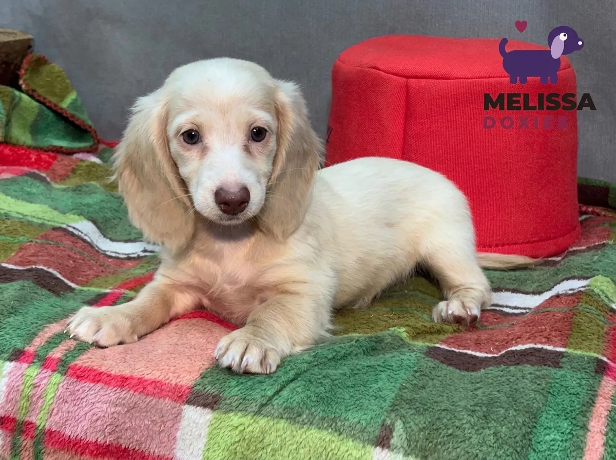 Daisy, a cream miniature long-haired Dachshund puppy — photo 10 of 10