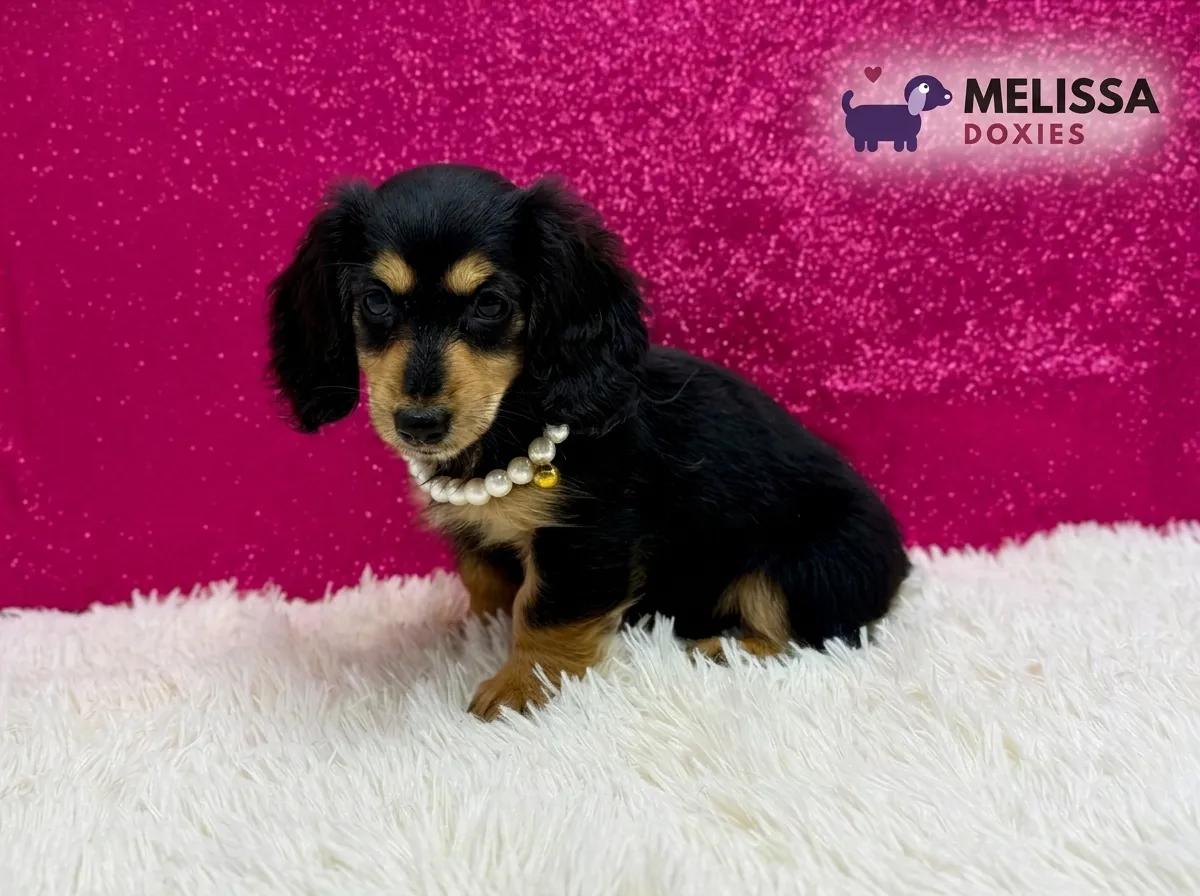 Luna, a black and tan miniature long-haired Dachshund puppy — photo 1 of 2