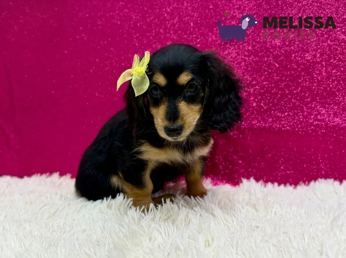 Luna, a black and tan miniature long-haired Dachshund puppy — photo 2 of 2