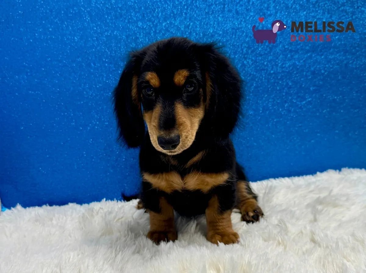 Max, a black and tan miniature long-haired Dachshund puppy — photo 1 of 2
