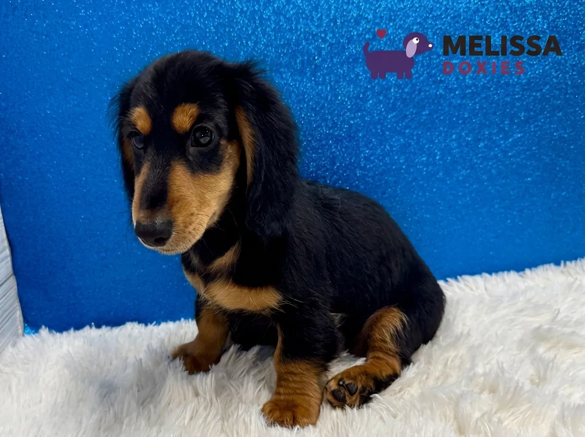 Max, a black and tan miniature long-haired Dachshund puppy — photo 2 of 2