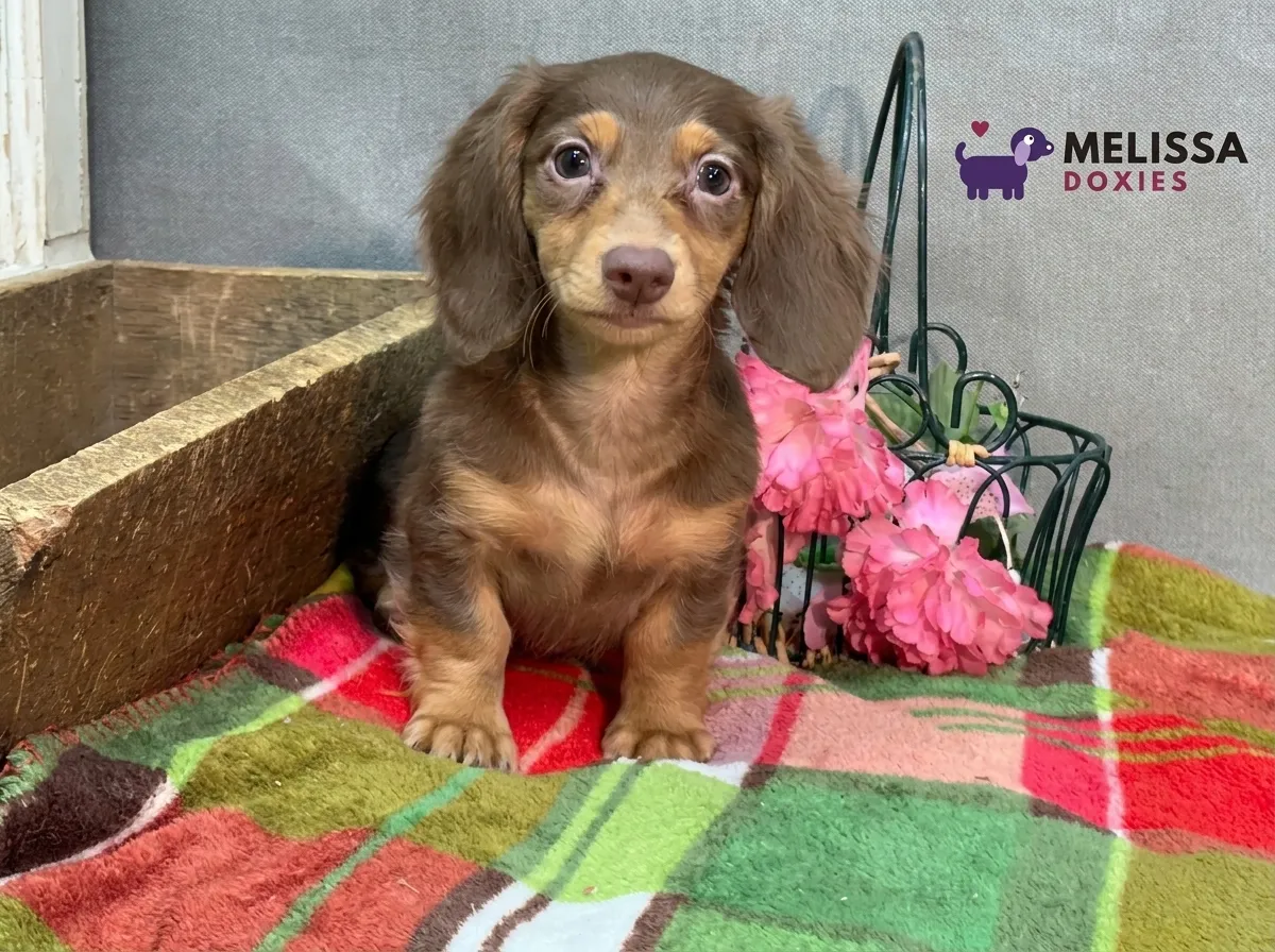 Milo, a chocolate and tan miniature long-haired Dachshund puppy — photo 1 of 10