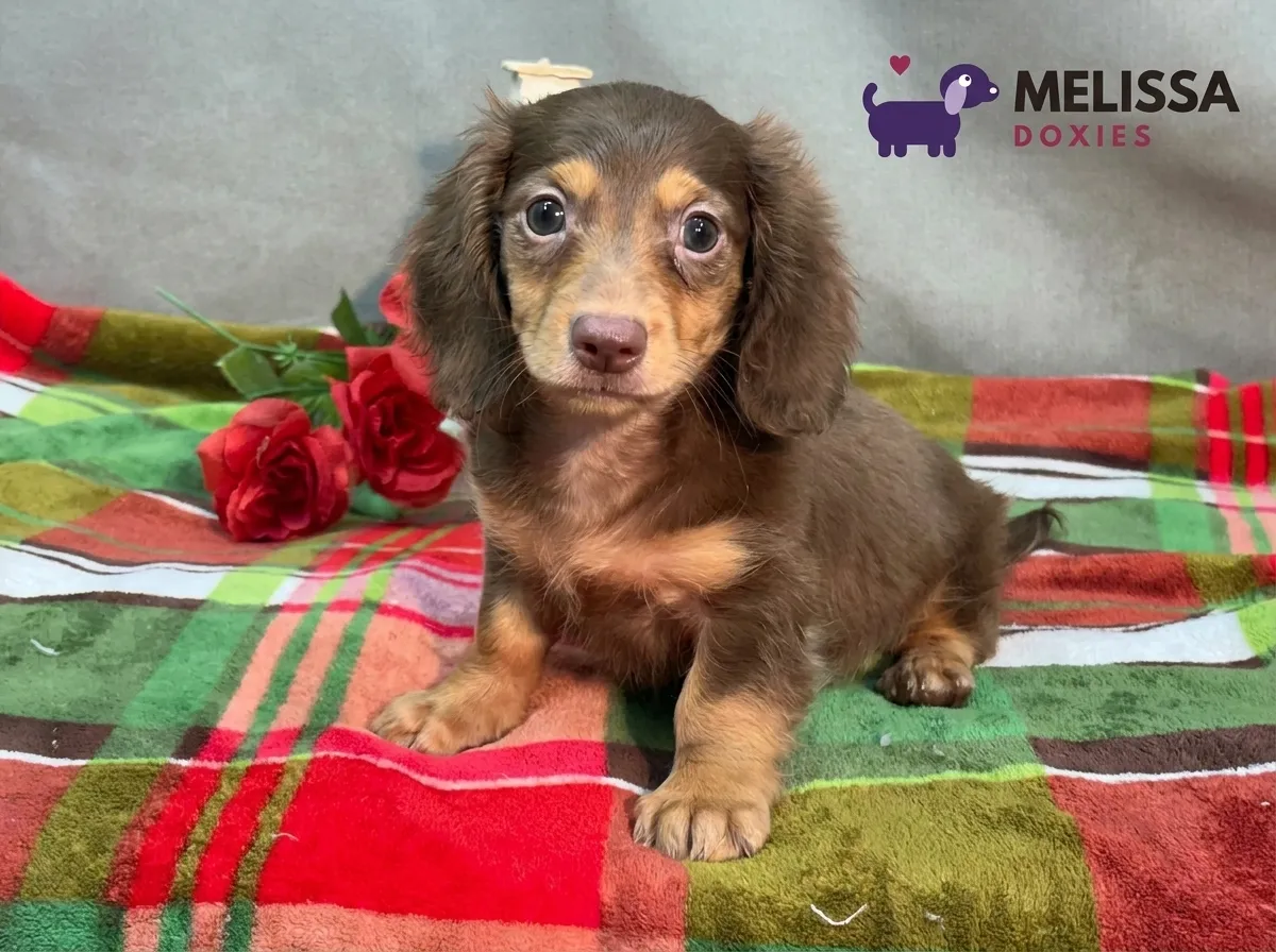 Milo, a chocolate and tan miniature long-haired Dachshund puppy — photo 2 of 10