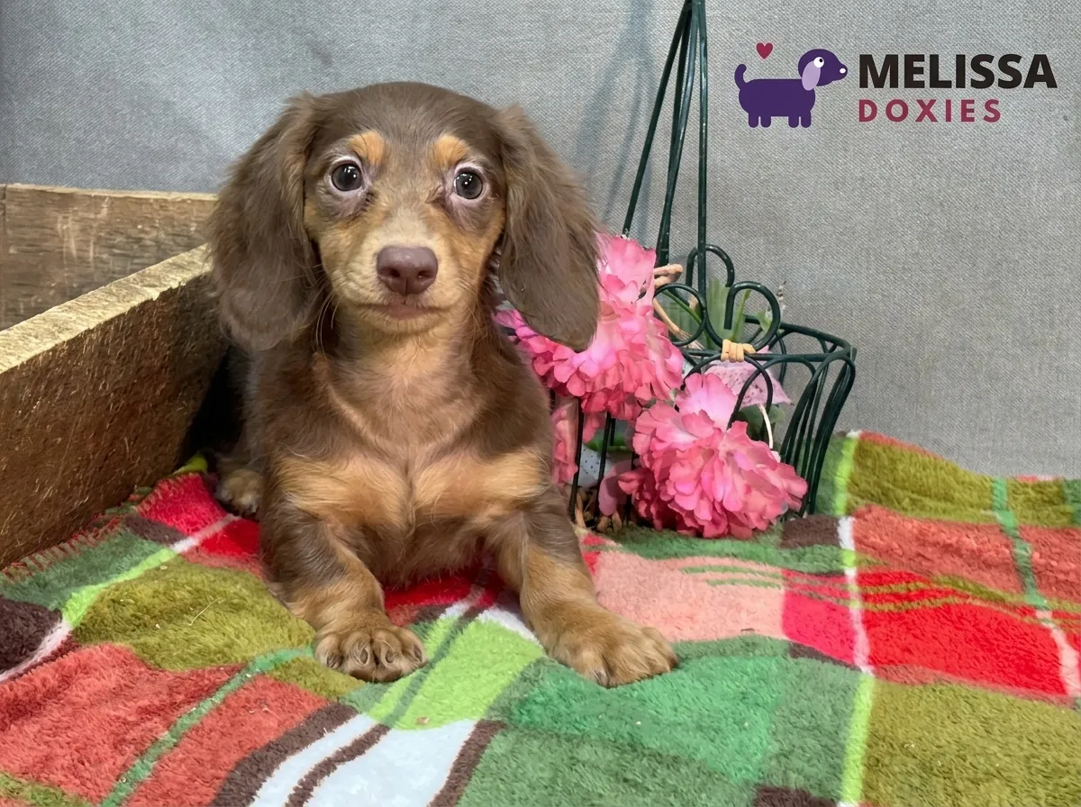Milo, a chocolate and tan miniature long-haired Dachshund puppy — photo 3 of 10