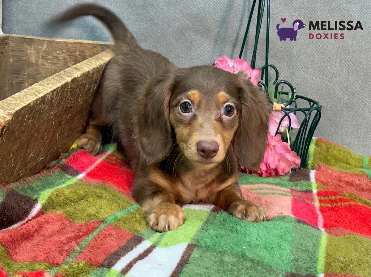 Milo, a chocolate and tan miniature long-haired Dachshund puppy — photo 4 of 10