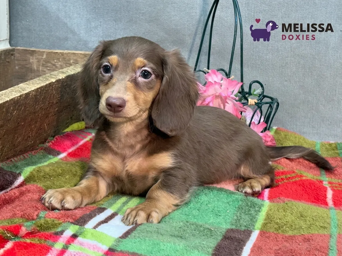 Milo, a chocolate and tan miniature long-haired Dachshund puppy — photo 5 of 10