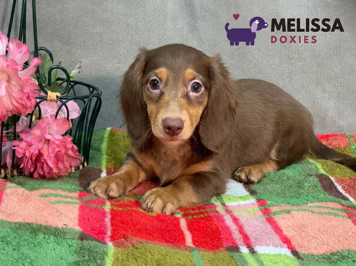 Milo, a chocolate and tan miniature long-haired Dachshund puppy — photo 6 of 10