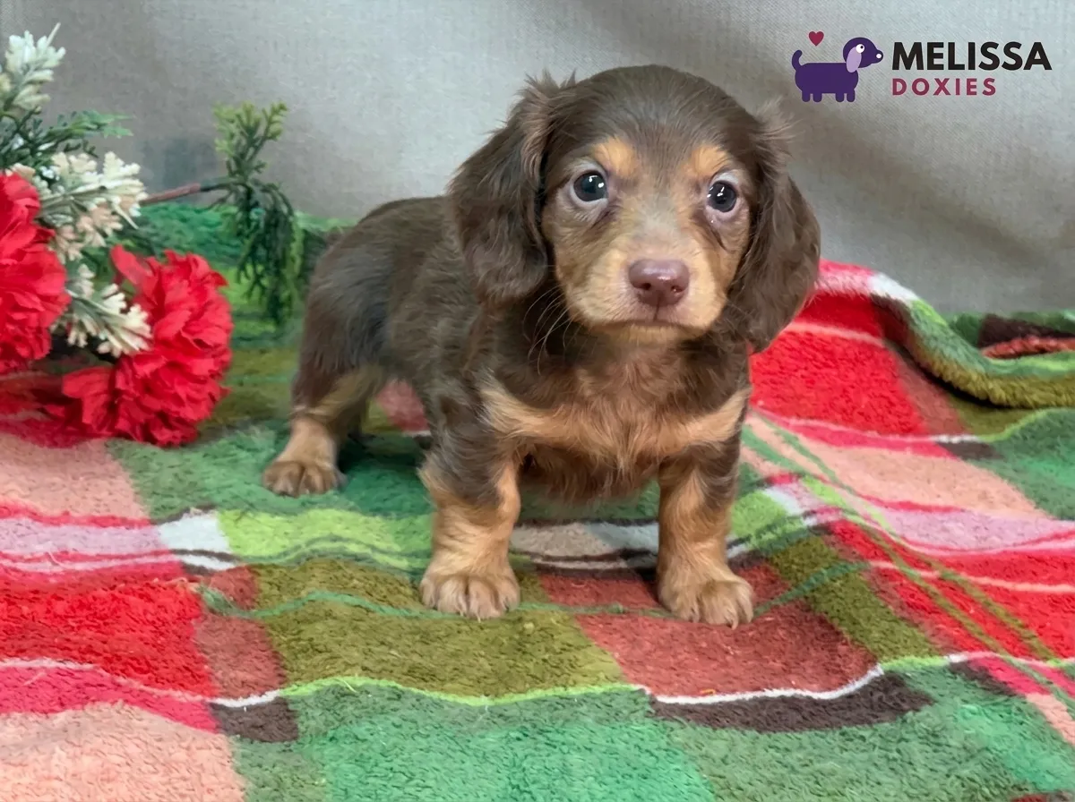 Milo, a chocolate and tan miniature long-haired Dachshund puppy — photo 7 of 10