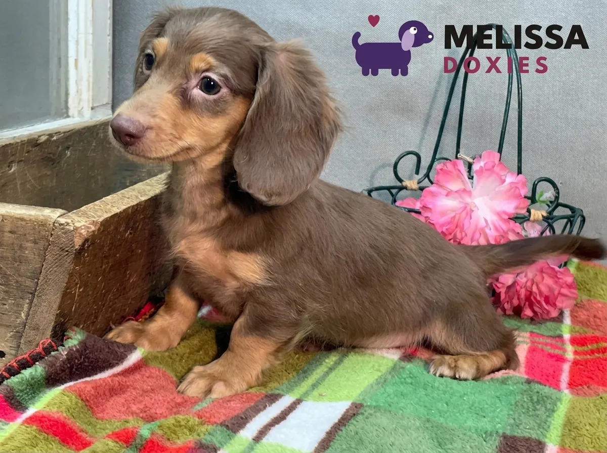 Milo, a chocolate and tan miniature long-haired Dachshund puppy — photo 8 of 10