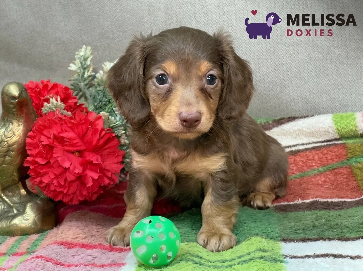 Milo, a chocolate and tan miniature long-haired Dachshund puppy — photo 9 of 10