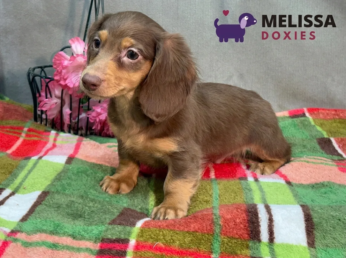 Milo, a chocolate and tan miniature long-haired Dachshund puppy — photo 10 of 10