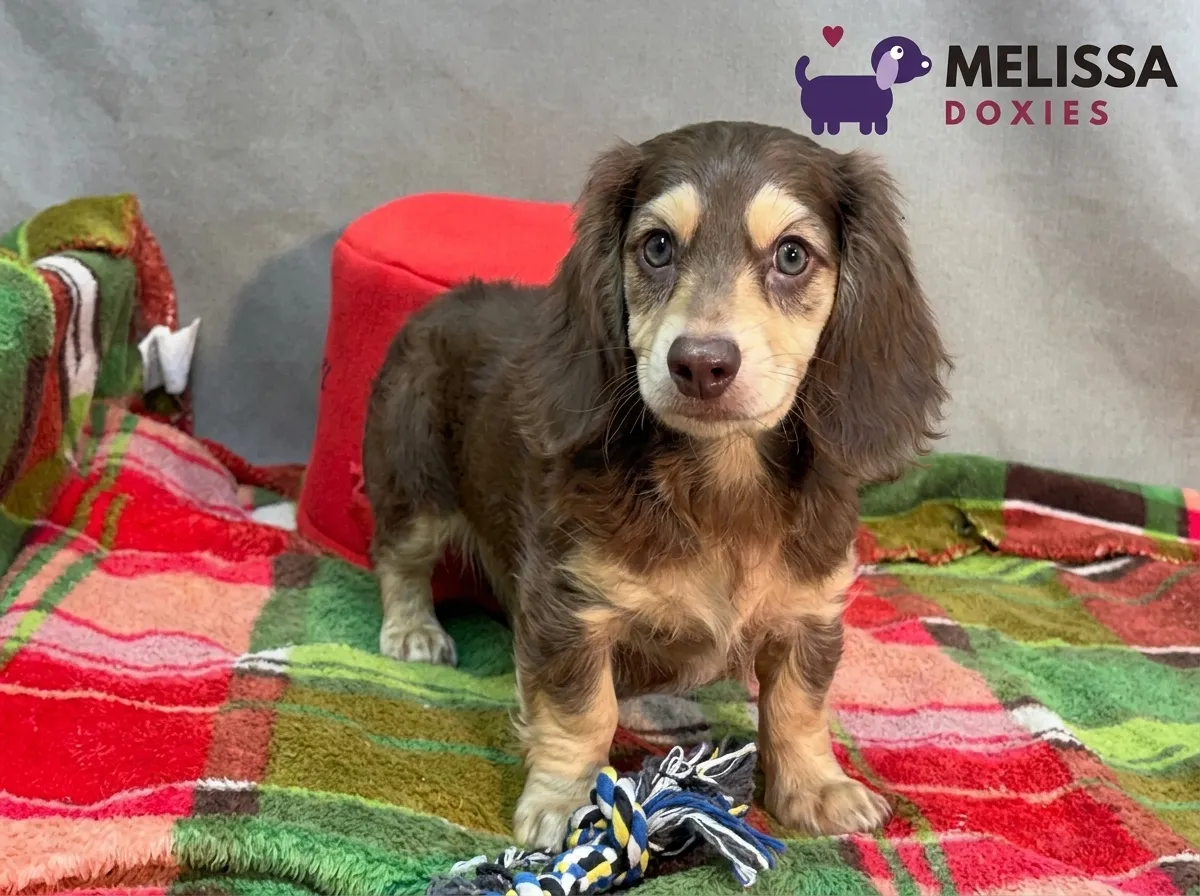 Teddy, a chocolate and cream miniature long-haired Dachshund puppy — photo 1 of 10