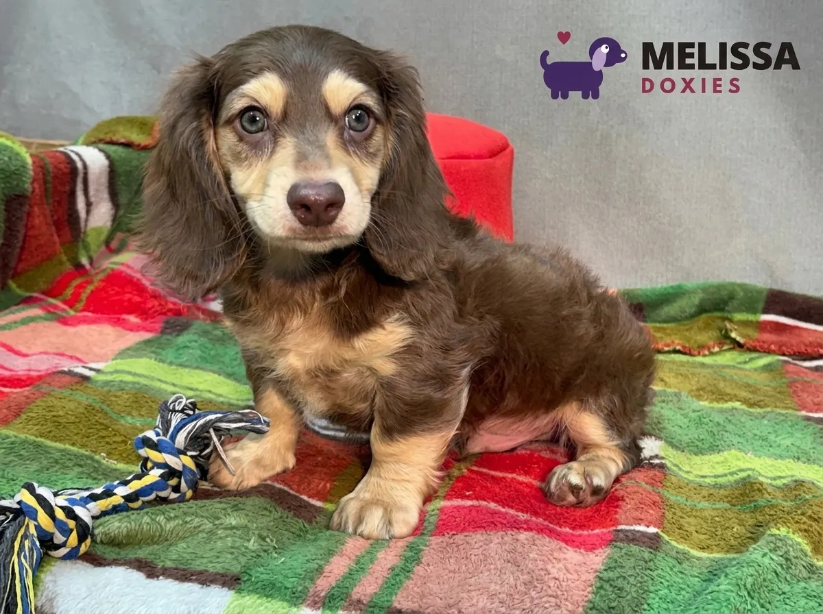 Teddy, a chocolate and cream miniature long-haired Dachshund puppy — photo 2 of 10