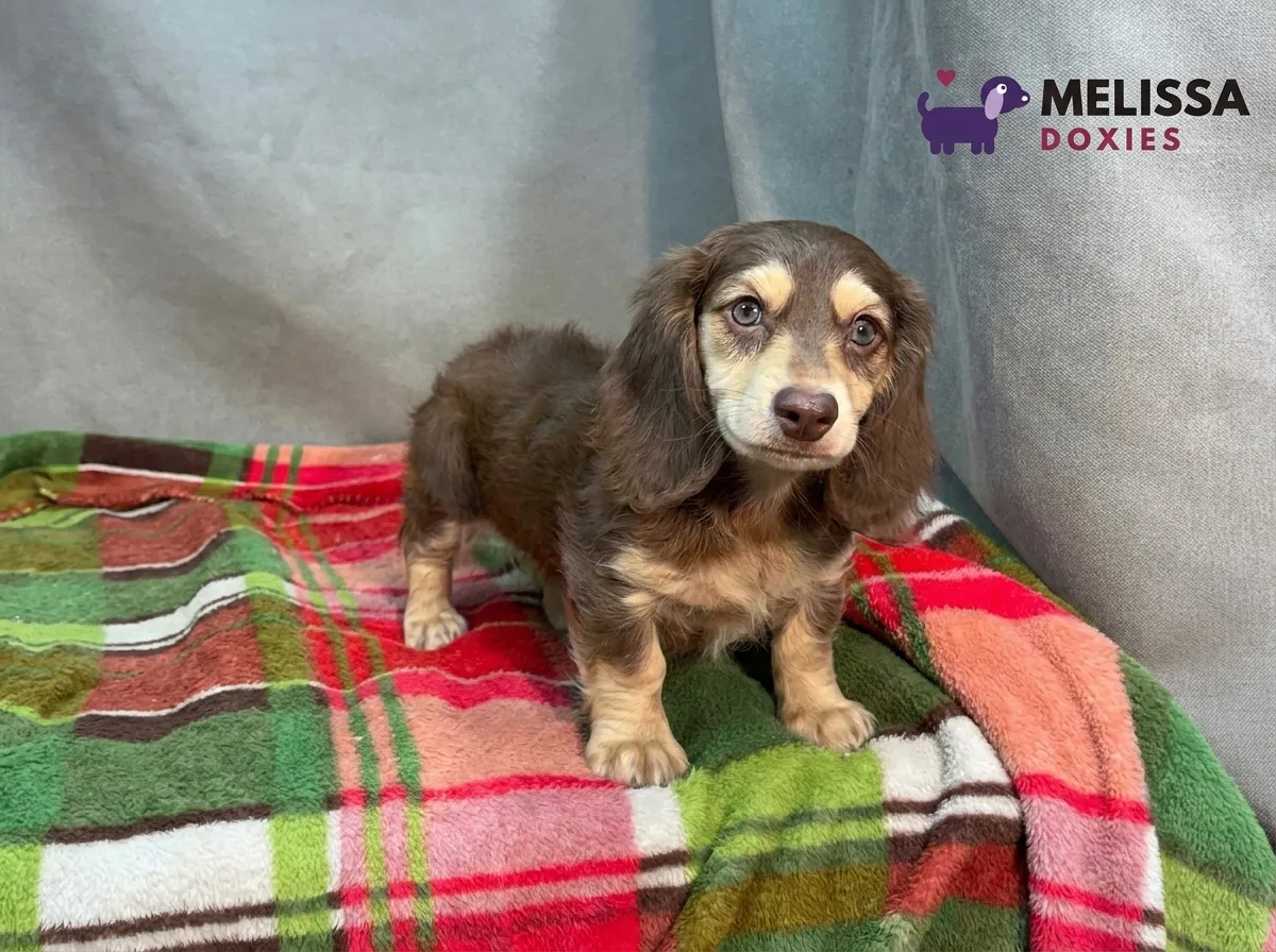 Teddy, a chocolate and cream miniature long-haired Dachshund puppy — photo 3 of 10