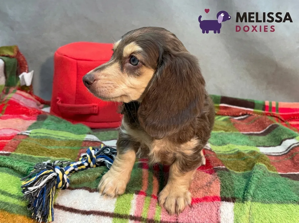 Teddy, a chocolate and cream miniature long-haired Dachshund puppy — photo 4 of 10
