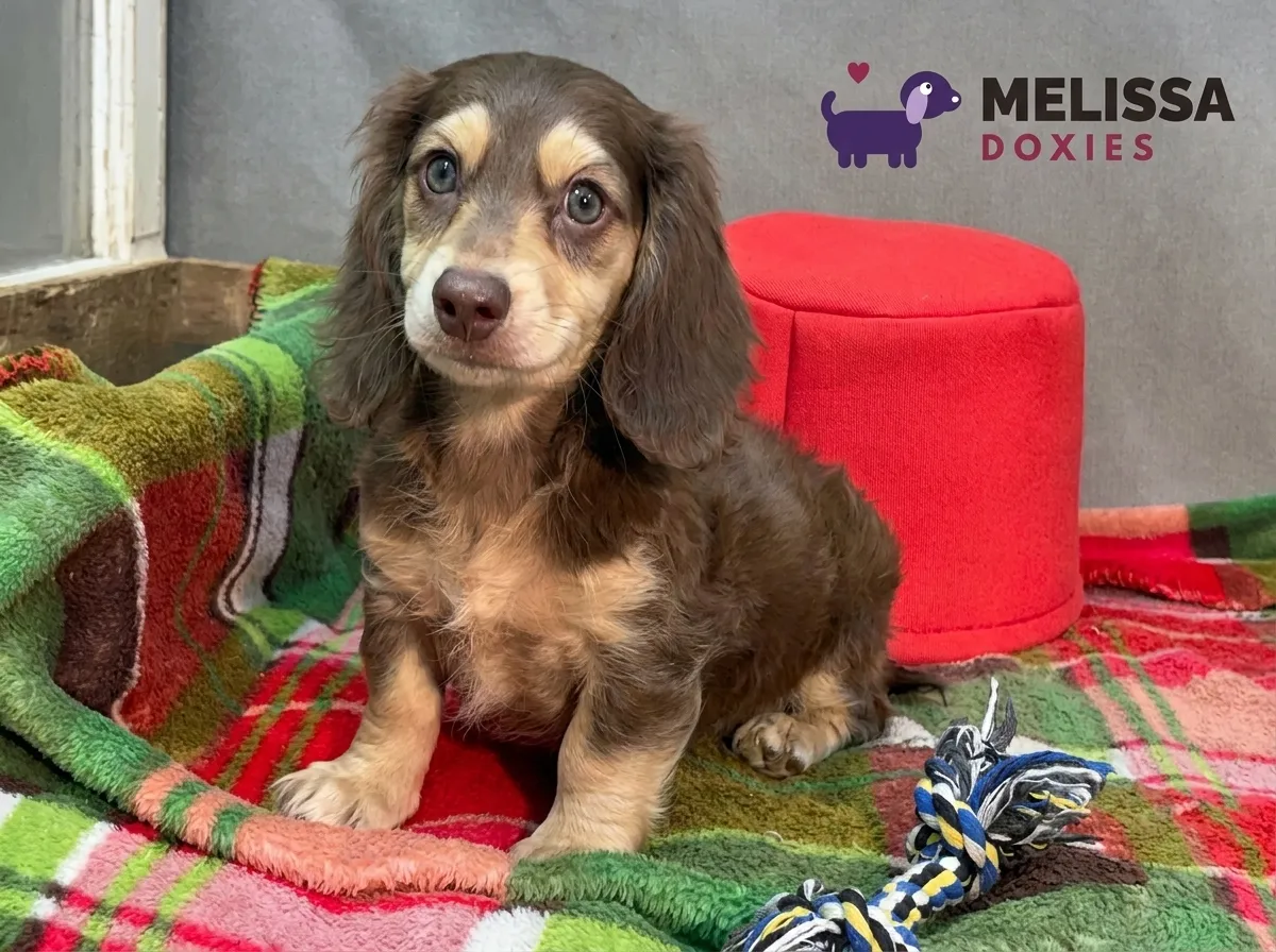 Teddy, a chocolate and cream miniature long-haired Dachshund puppy — photo 5 of 10
