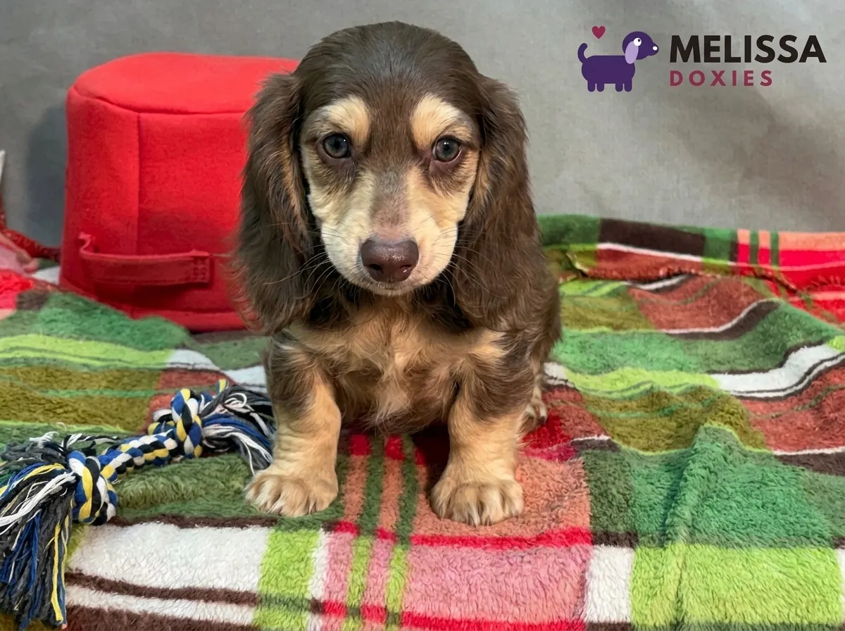 Teddy, a chocolate and cream miniature long-haired Dachshund puppy — photo 6 of 10