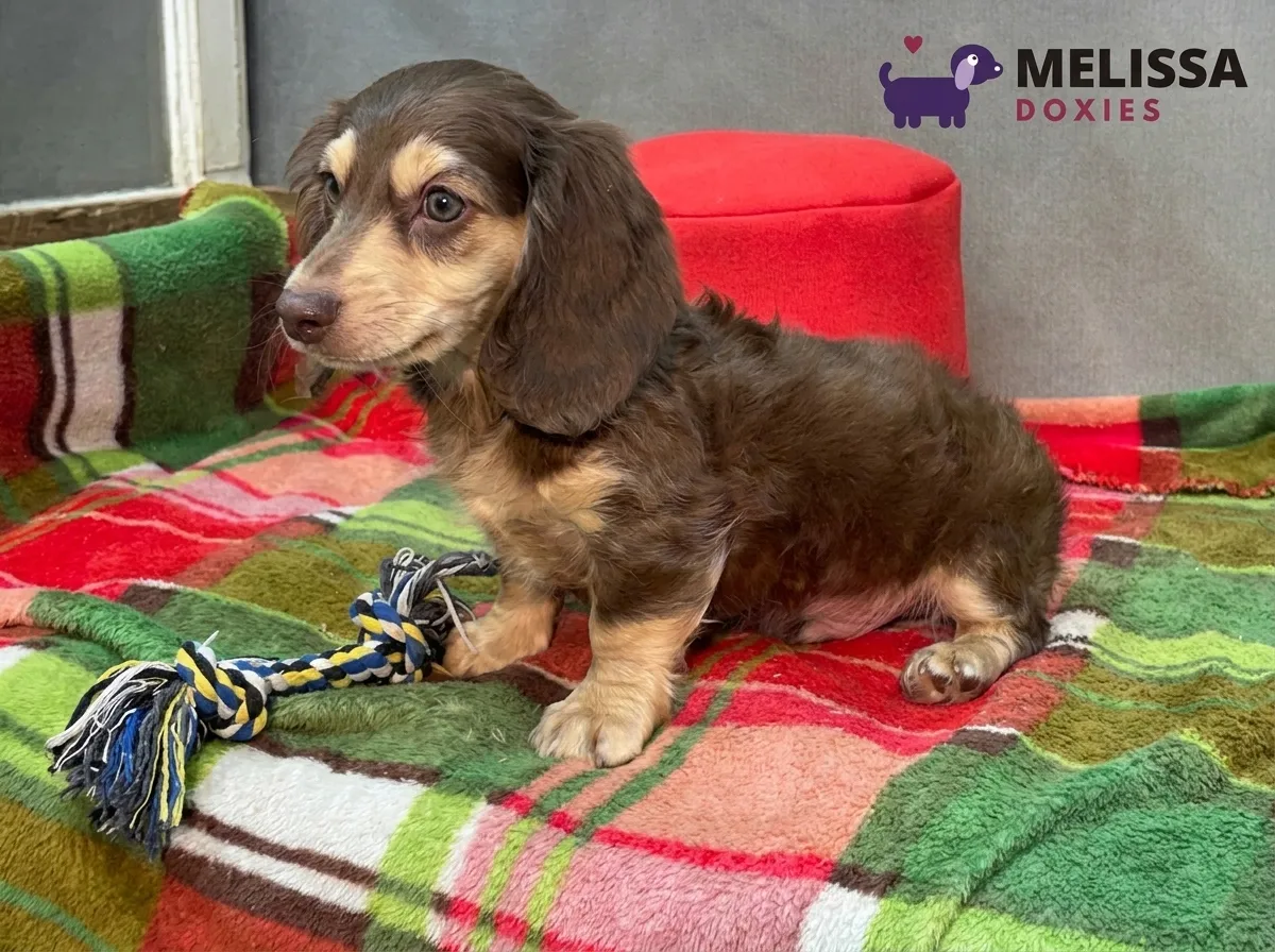 Teddy, a chocolate and cream miniature long-haired Dachshund puppy — photo 7 of 10